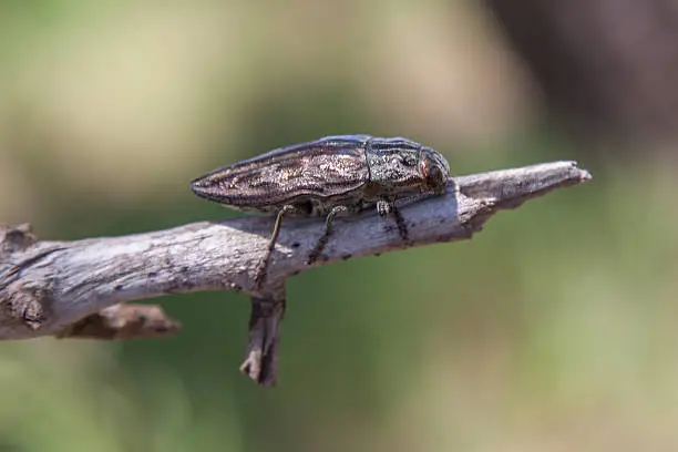 Chalcophora massiliensis beetle found in wild in majorca, on stick
