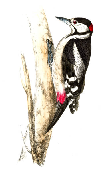 Great spotted woodpecker illustration 1862 Great spotted woodpecker from "Colored Illustrations of British Birds and Their Eggs" by Henry Leonard Meyer - Published 1842-50 dendrocopos major stock illustrations