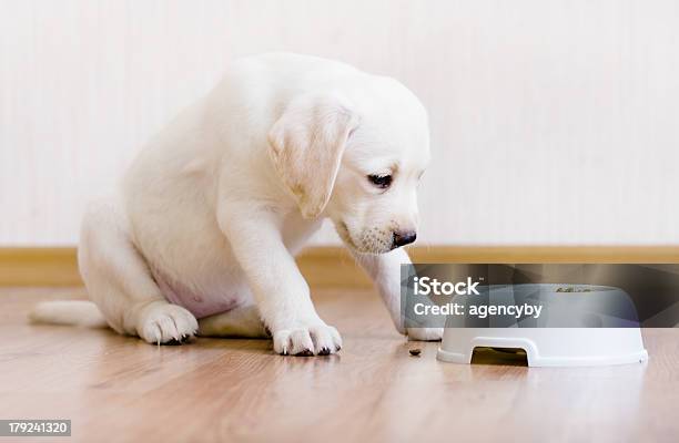 Pieska Siedzi W Pobliżu Jego Puchar Z Żywnością - zdjęcia stockowe i więcej obrazów Pies - Pies, Biały, Fajny