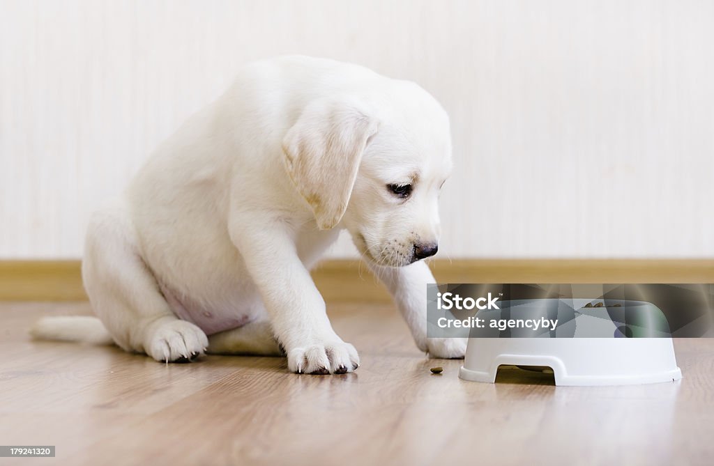 Щенок сидит возле его чаша с пищей - Стоковые фото Собака роялти-фри