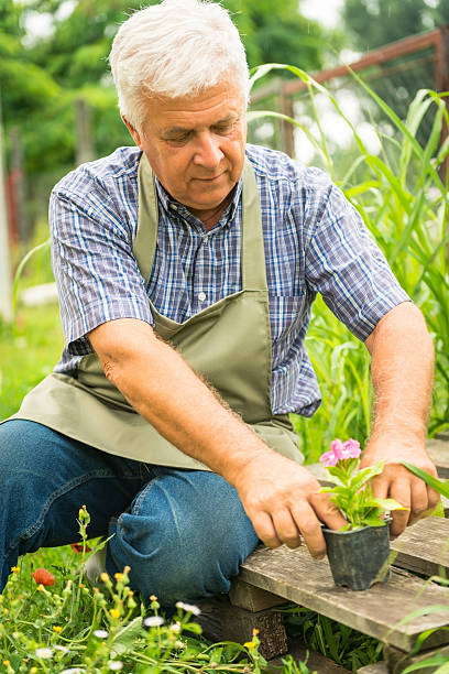 istock Senior gardener planting flowers 179241349