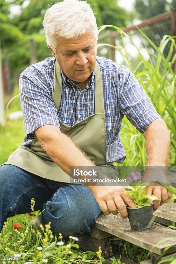 Sênior gardener Plantação de flores - Foto de stock de Adulto royalty-free