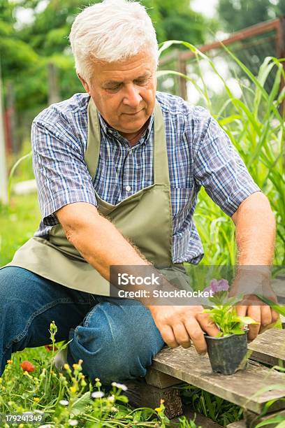 Foto de Sênior Gardener Plantação De Flores e mais fotos de stock de Adulto - Adulto, Adulto maduro, Cabelo Grisalho