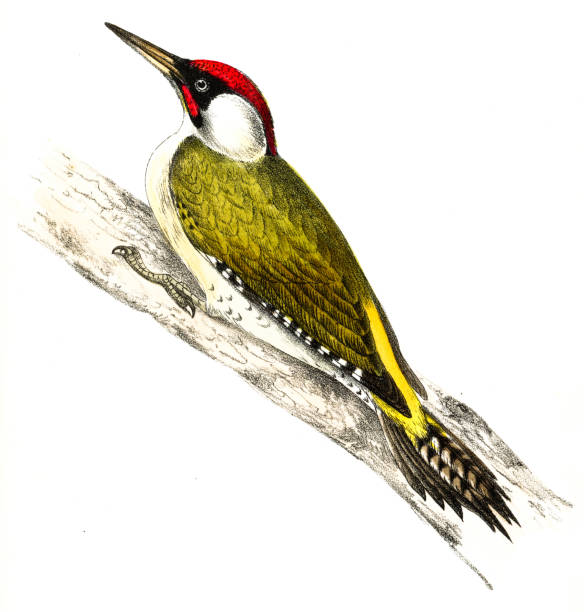 istock European green woodpecker illustration 1862 1792413613