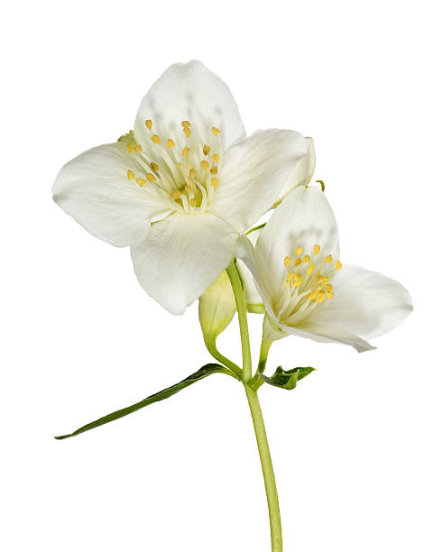 istock two white jasmine flowers on branch 179241419