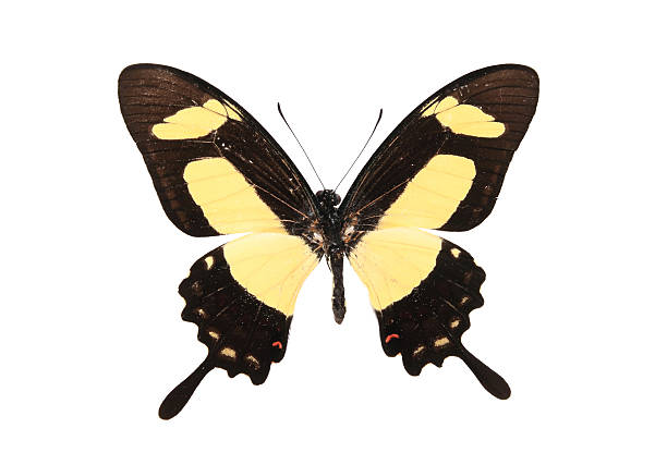 istock Papilionidae:Brown and yellow butterfly 179241478