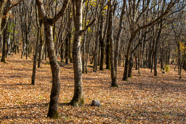 istock forest and wild landscape 1792415197