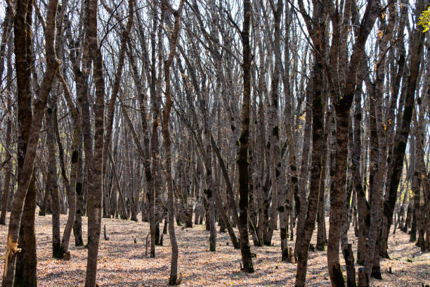 istock forest and wild landscape 1792416749