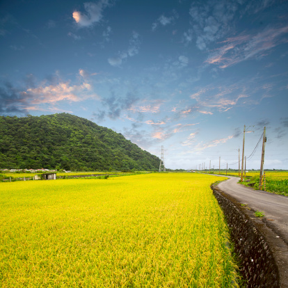 Paddy field in the morning for adv or others purpose use