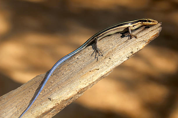 Young blue tailed five lined Skink hatchling stock photo