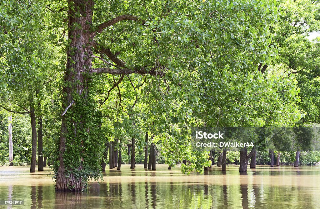 Arbres Floodwaters sur le Mississippi - Photo de Fleuve Mississippi libre de droits