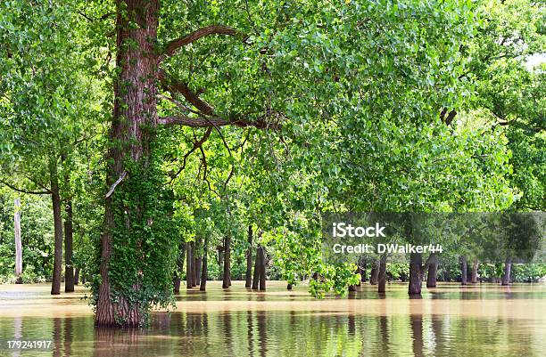Alberi Floodwaters Lungo Il Mississippi - Fotografie stock e altre immagini di Fiume Mississippi - Fiume Mississippi, Inondazione, Acqua