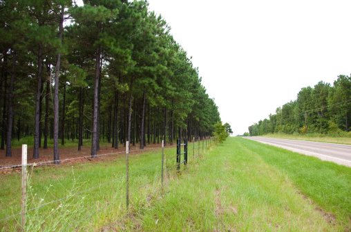 Quiet Texas highway with pine trees along the side. 