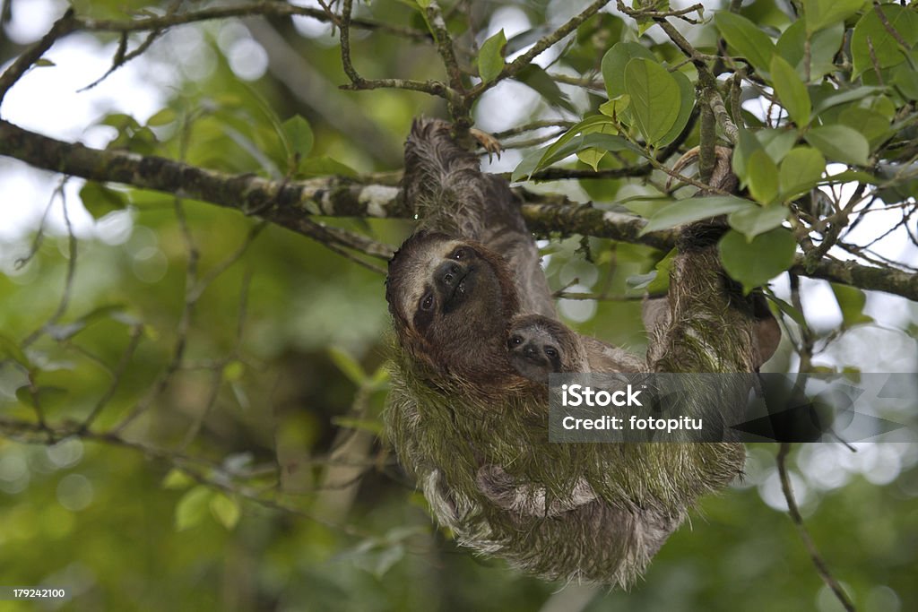 Sloth and baby Sloth and baby sloth in Puerto Viejo, Costa Rica Sloth Stock Photo