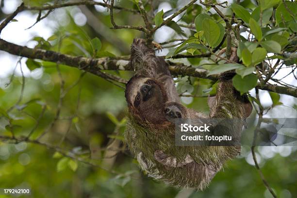 Sloth And Baby Stock Photo - Download Image Now - Sloth, Adventure, Animal