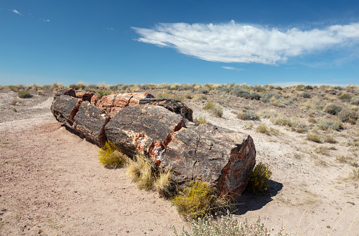 Ancient petrified log in the Petrified Forest National Park in Arizona United States