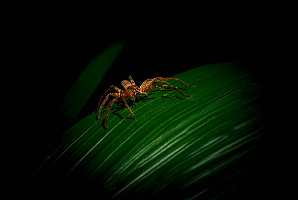 Big araignée sur feuille - Photo