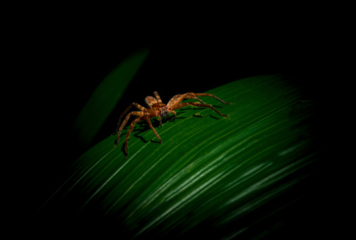 Wolf spider shot with moody lighting on dark background with copy space in Daintree rainforest Australia