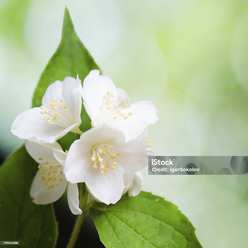 Hermosas flores de jasmin, primer plano. Fondo de verano - Foto de stock de Aire libre libre de derechos