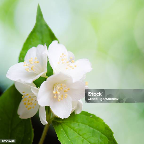 Hermosas Flores De Jasmin Primer Plano Fondo De Verano Foto de stock y más banco de imágenes de Aire libre