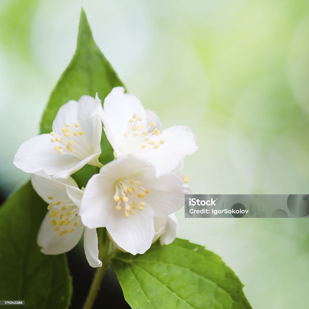 Belles fleurs de jasmin, à proximité. Fond de l'été - Photo de Arbre en fleurs libre de droits