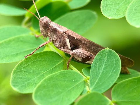 Close up the brown locust or grasshoper