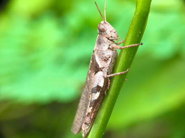 istock Brown locust on a blade of grass 1792423011