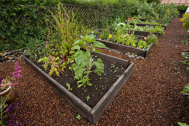 istock Community Organic Vegetable Garden Yachats Oregon Pacific Northwest 179242327