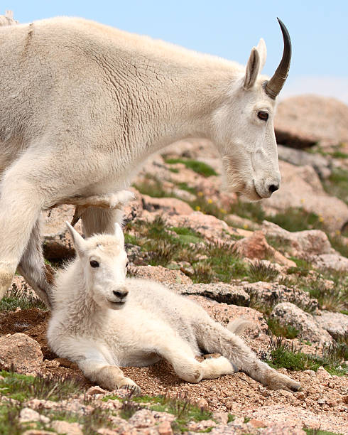 istock Mountain Goat Mother And Baby 179242351