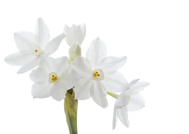 Paperwhite narcissus (Narcissus papyraceus), isolated on white