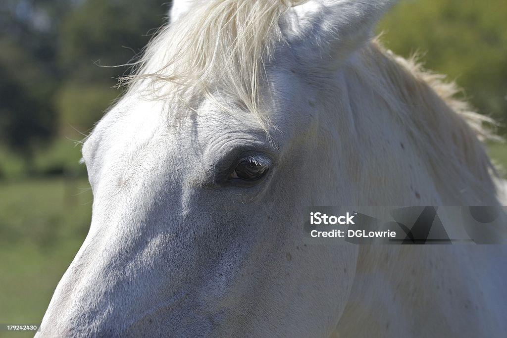 Pferdekopf - Lizenzfrei Domestizierte Tiere Stock-Foto