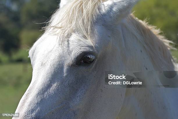 Pferdekopf Stockfoto und mehr Bilder von Domestizierte Tiere - Domestizierte Tiere, Einzelnes Tier, Farbbild