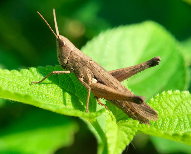 istock Close up the brown locust or grasshoper 1792424563
