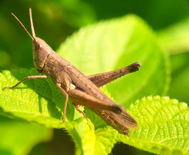 istock Close up the brown locust or grasshoper 1792424928
