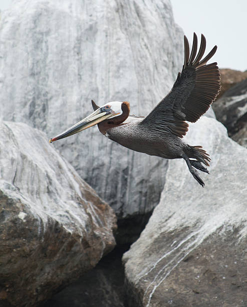 Flying Grey Pelican stock photo