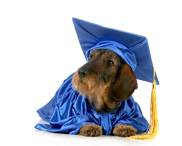 경견 등록 교육 - dog graduation hat school 뉴스 사진 이미지