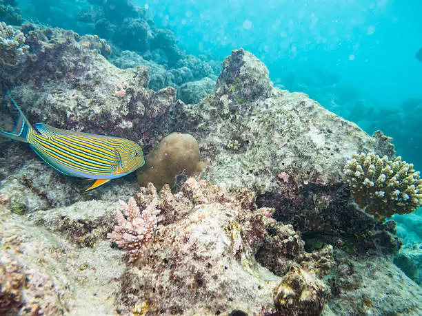 striped doctorfish tang at a coral reef of the maldives