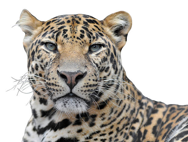 istock Isolated portrait of leopard 179243015