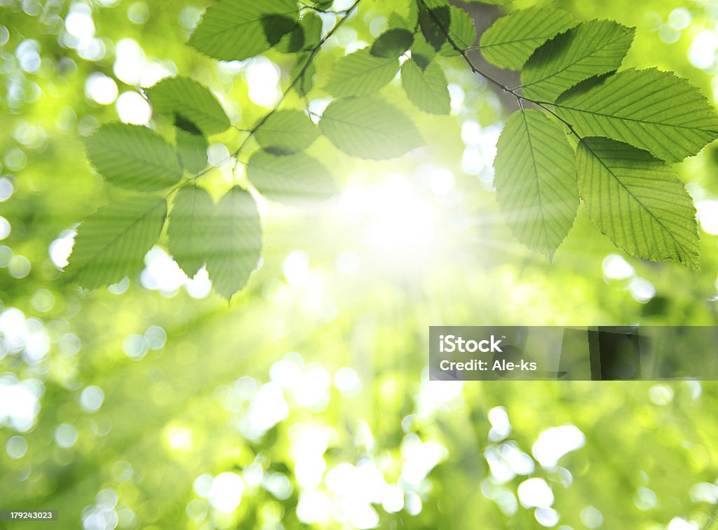 Sonne und Blätter - Lizenzfrei Blatt - Pflanzenbestandteile Stock-Foto