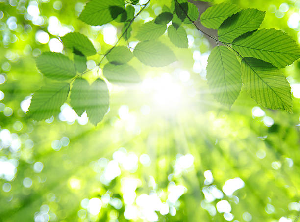 sonne und blätter - sunbeam tree nature sun stock-fotos und bilder