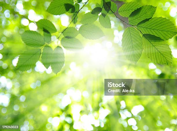 Sol Y Hojas Foto de stock y más banco de imágenes de Hoja - Hoja, Luz del sol, Sol