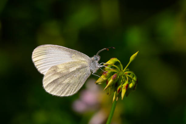 istock Leptidea duponcheli 1792430324