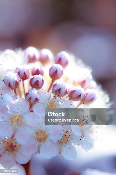 Foto de Flower Power e mais fotos de stock de Beleza - Beleza, Botão - Estágio de flora, Cabeça da flor