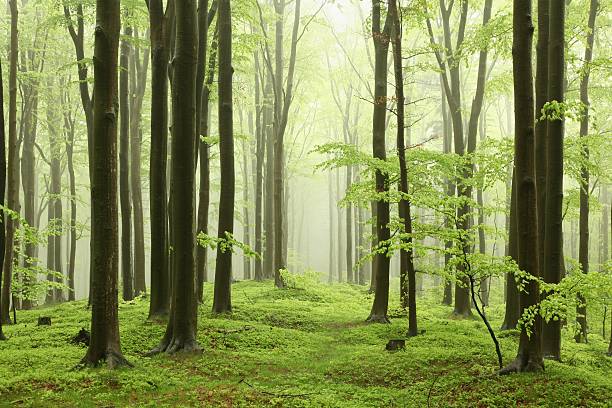 Spring beech forest Spring beech forest in the mountains of the southern Polish. hardwood tree stock pictures, royalty-free photos & images