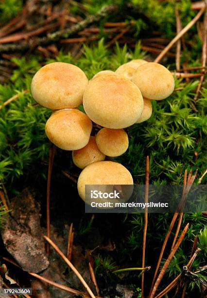 Gruppo Di Funghi Nella Foresta - Fotografie stock e altre immagini di Ambientazione esterna - Ambientazione esterna, Composizione verticale, Foresta