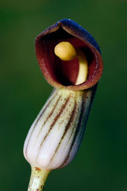 istock Arisarum vulgare 179243662