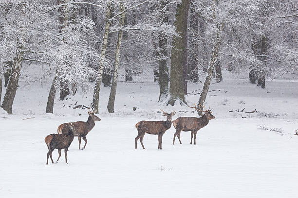 istock herd of red deer in winter 179243841