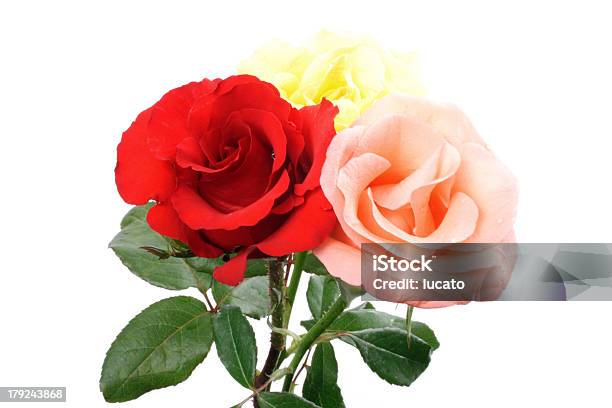 Farbige Rosen Stockfoto und mehr Bilder von Blume - Blume, Blumenbouqet, Blüte