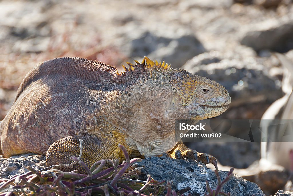 Iguanas terrestres das Galápagos - Royalty-free Animal selvagem Foto de stock