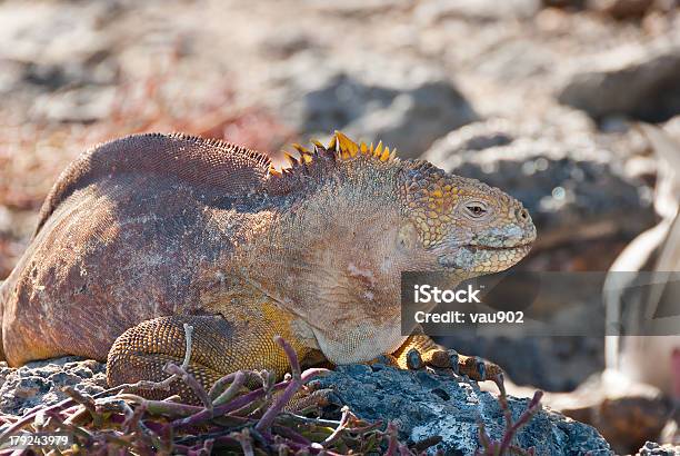 Iguanas Terrestres Das Galápagos - Fotografias de stock e mais imagens de Animal selvagem - Animal selvagem, Ao Ar Livre, Camaleão